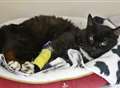 Injured stray cat wins stay of execution