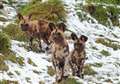 Painted dog pups make entrance