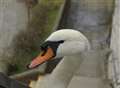 Swan causes rail delays