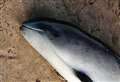 Porpoise washes up on Kent beach