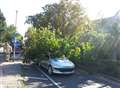 Fallen branch crushes car and hits man in high winds