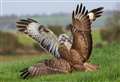 Buzzard dies after being shot