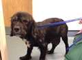 Dumped dog making recovery at vets