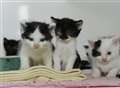 Huge response to dumped kittens plea