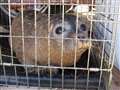 Baby seal plucked to safety