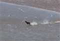 Video shows dog off lead chasing sea birds at nature reserve