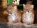 Video: Rare leopard cubs born at wildlife park