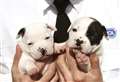 Puppy farm complaints soar in county