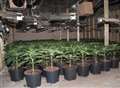 Cannabis factory man jailed