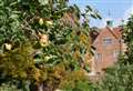 A bumper apple crop for the county's orchards 