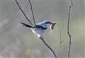 Rare 'butcher' bird pictured with mouse in beak in Kent