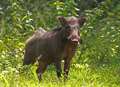 Train services delayed by... 'did you say wild boar?'