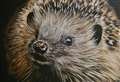 Doorbell footage captures teens ‘kicking’ baby hedgehog