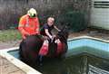 Horse's skinny dip in swimming pool