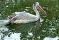 Shock as escaped pelican spotted in Kent river