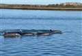 Dolphins caught on video gliding through river