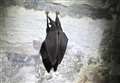 Finding rare bat was 'like winning the lottery'