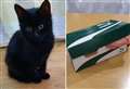 Kitten found 'nearly dead' in shoebox beside bin