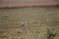 Curlew species thought to be extinct by conservationists in first for Europe