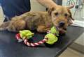 Terrier ‘so weak it struggled to stand’ dumped in crate