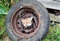 Rush to help fox cub stuck in old wheel