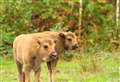 Rangers 'astonished' at discovery of two bison calves