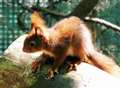 Baby Tuftys give hope for red squirrels