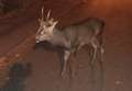 Deer spotted roaming streets is rescued