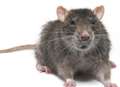 Four rats rescued from flat fire