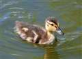 Rat pack killing ducks at park lake