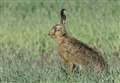 Catapults seized from suspected hare poacher