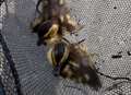 Ducklings stuck in drain rescued 