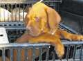  Ferry firm suspect puppy import ‘scam’ 