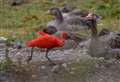 'Escaped' exotic bird spotted at Kent beauty spot