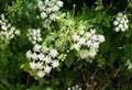 Deadly hemlock found at roadside 