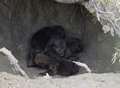 Park celebrates birth of rare wolf pups