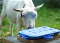 How to tell if a goat is happy