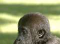 Baby gorillas to take Virgin flight