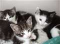 Kittens dumped in box near lake