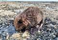 Lost beaver rescued from Kent beach dies