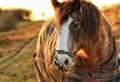 Sadness as ‘celebrity’ horse that roamed Kent countryside for 30 years dies