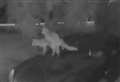 Ring doorbell captures foxes getting frisky on car bonnet