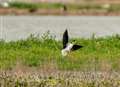 Ruffled feathers as foreign invaders settle on Kent's shores