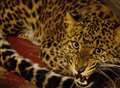 Rare leopard moves into a Kent village