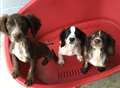 Litter of puppies dumped in woods