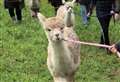 Vandals target alpaca farm