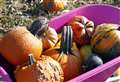 Pumpkin patch opens for autumn and half term