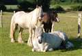 Grandmother ‘devastated’ after beloved horses stolen