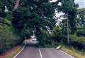 Fallen tree blocks road amid strong winds