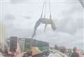 Dead whale washed up on beach moved by crane onto lorry